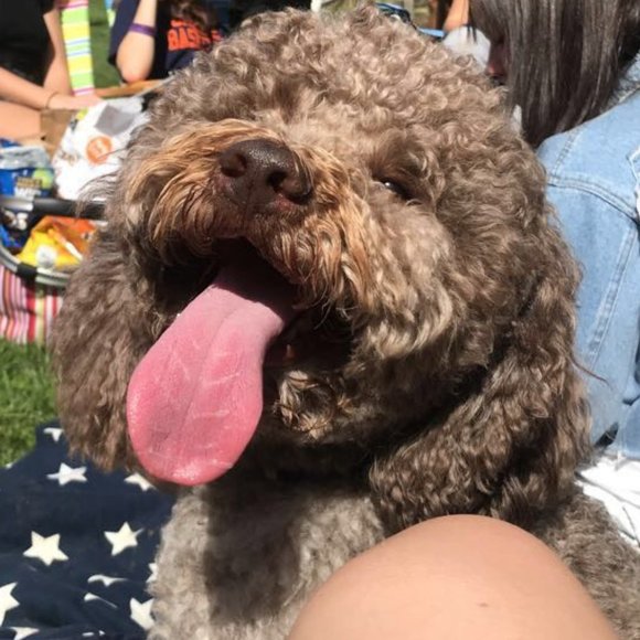 Meet your Posher, Alex - Picture 1 of 1